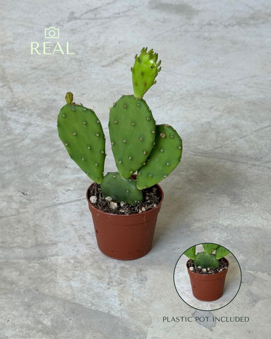 Cato Opuntia Humifusa Mini