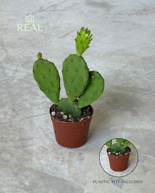 Cato Opuntia Humifusa Mini