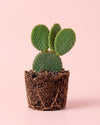 Opuntia Microdasys Amarela M