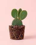 Opuntia Microdasys Amarela M