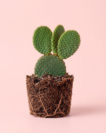 Opuntia Microdasys Amarela M
