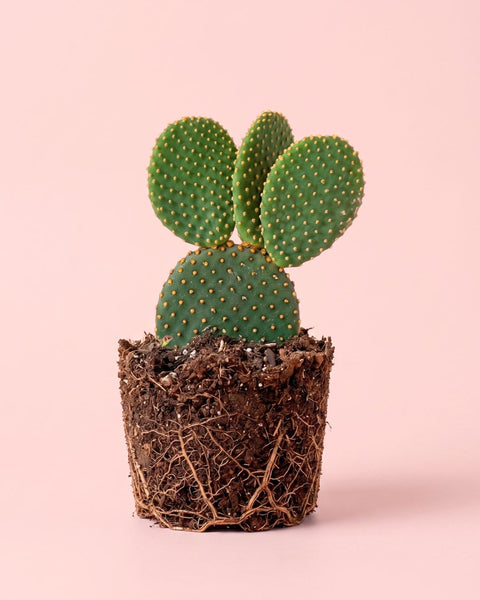 Opuntia Microdasys Amarela M