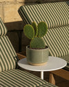 Opuntia Microdasys Amarela M