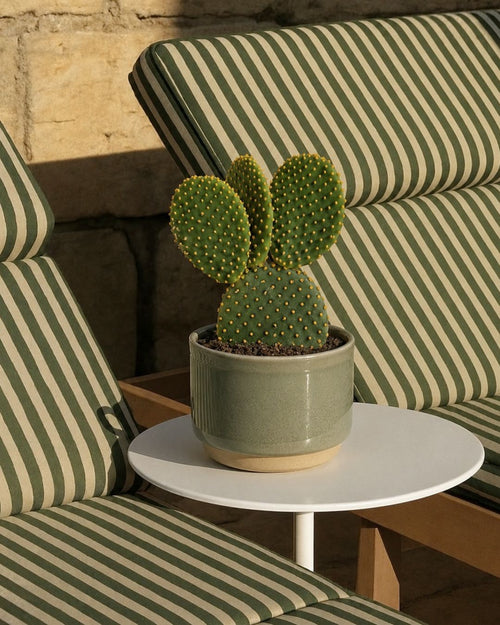 Opuntia Microdasys Amarela M