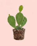 Cato Opuntia Humifusa Mini