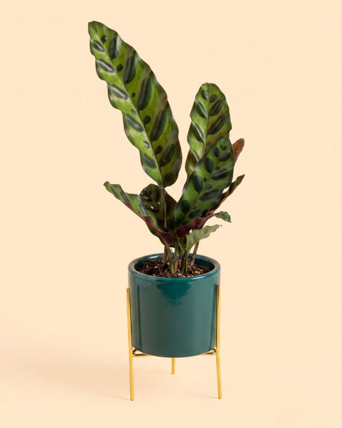 Super Mini Maceta Esmeralda Con Soporte - 6 cm