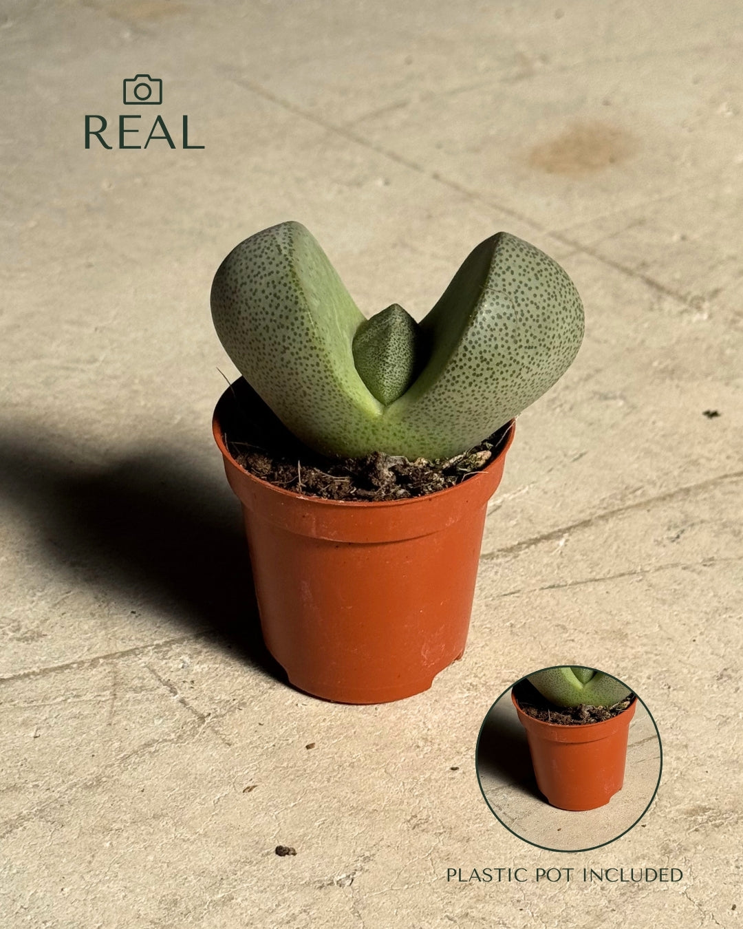 Lithops – Pedras Vivas Mini
