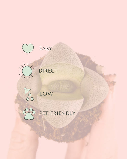 Lithops – Pedras Vivas Mini