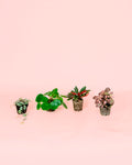 Pack 4x Mini Plantas Pet Friendly