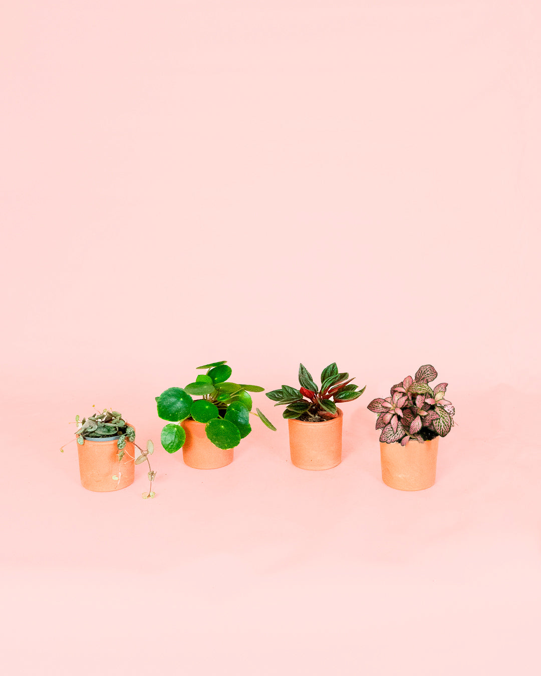 Pack-Mini-Plantas-Pet-Friendly-4