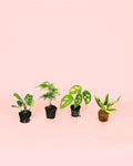 Embalagem 4x Mini Plantas de Pouca Luz
