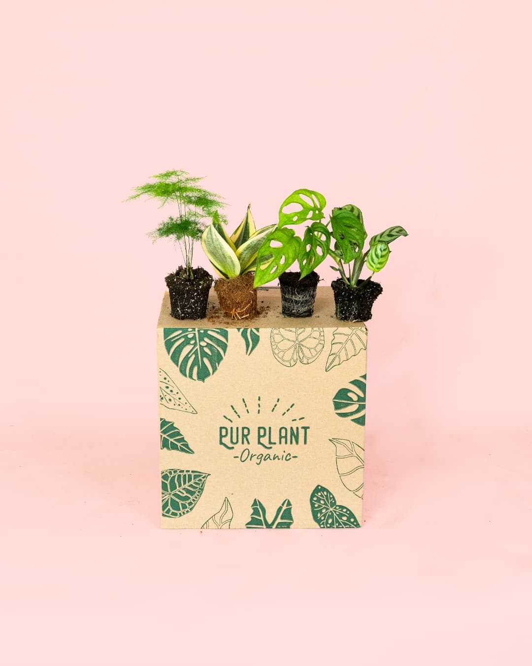 Pack-Mini-Plantas-Poca-Luz-packaging_2