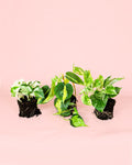 Pack 3x Plantas Médias Suspensas
