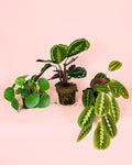 Pack 3x Plantas Médias Pet Friendly