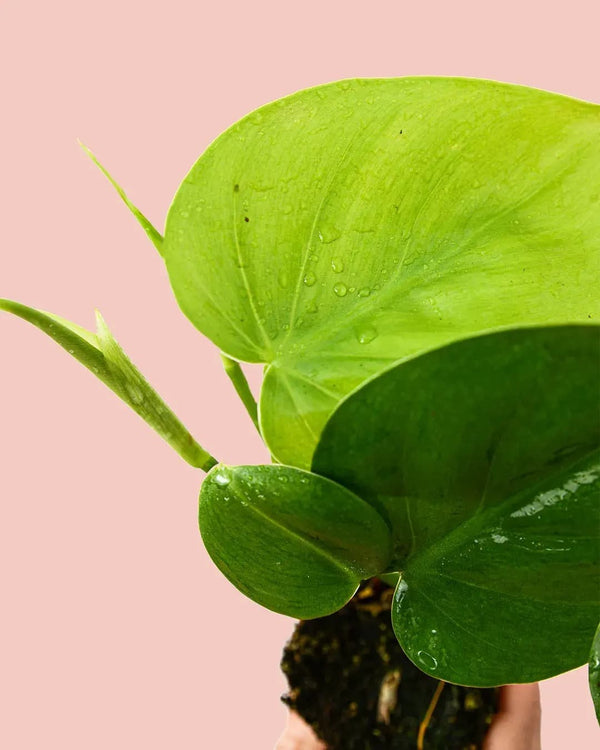 Como Cuidar Philodendron Scandens