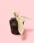 Philodendron Florida Ghost M