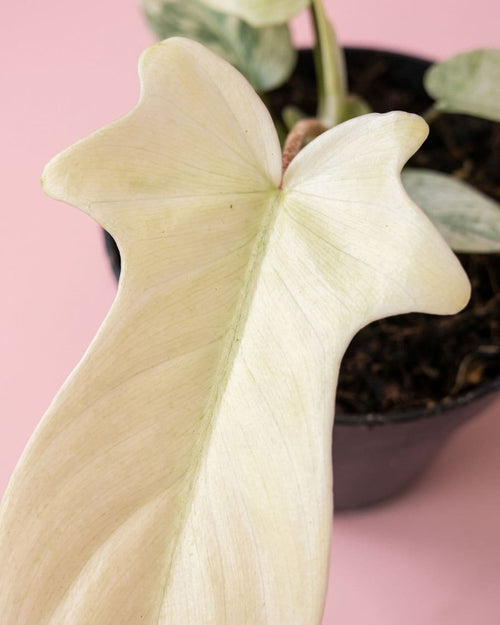 Detalle de las hojas del Philodendron Florida Ghost