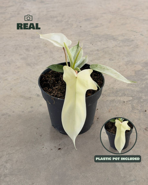 Foto real del Philodendron Florida Ghost M