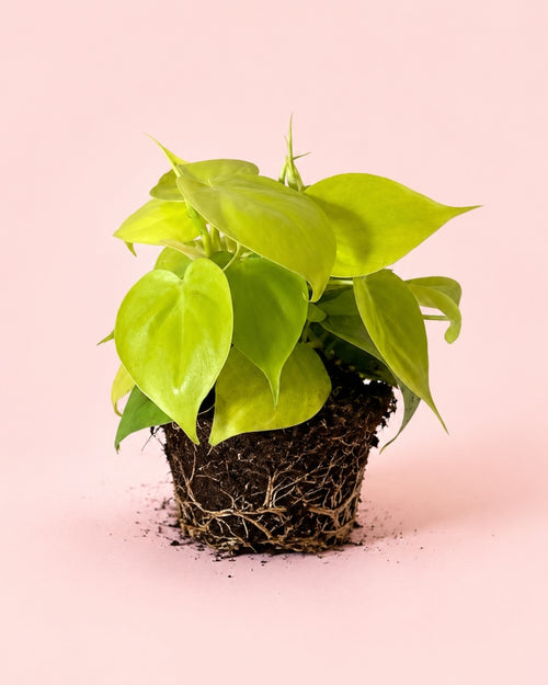 Philodendron Lime M