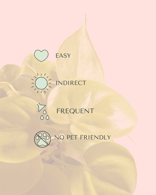 Philodendron Lime M care