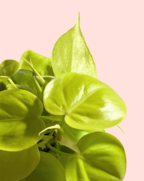 Philodendron Lime M detail