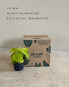 Philodendron Lime M packaging
