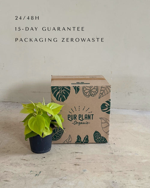 Philodendron Lime M packaging