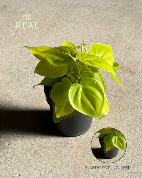 Philodendron Lime M real