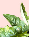 Philodendron Ring of Fire detail