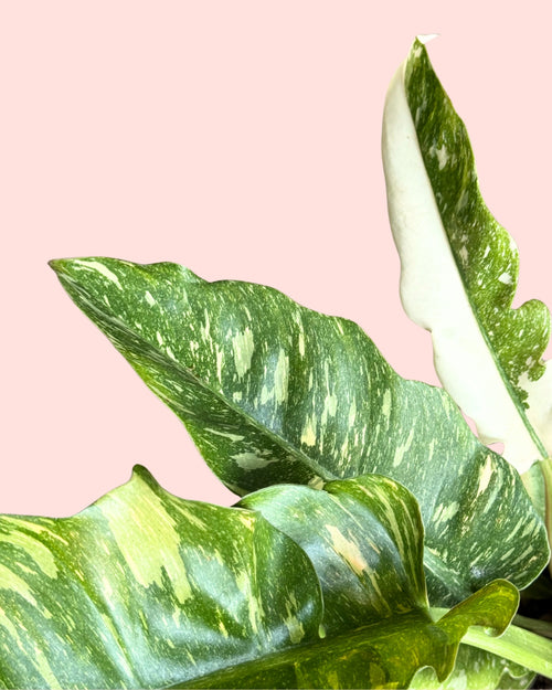 Philodendron Ring of Fire detail