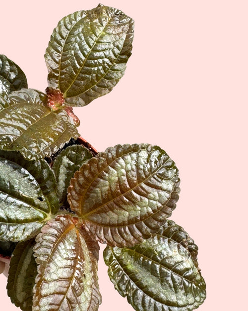 Pilea Spruceana Norfolk Plata Mini detail