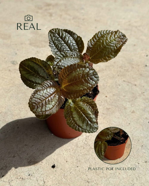 Pilea Spruceana Norfolk Plata Mini real