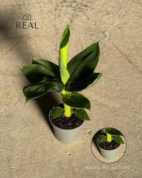 Platanera Musa Mini real