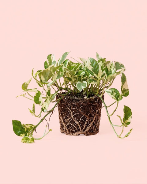 Potho Variegado N'Joy M