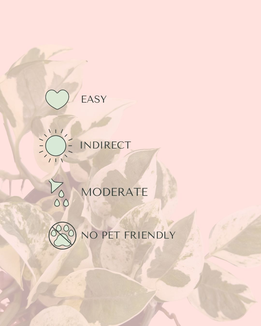 Potho_Variegado_N_Joy_M_care