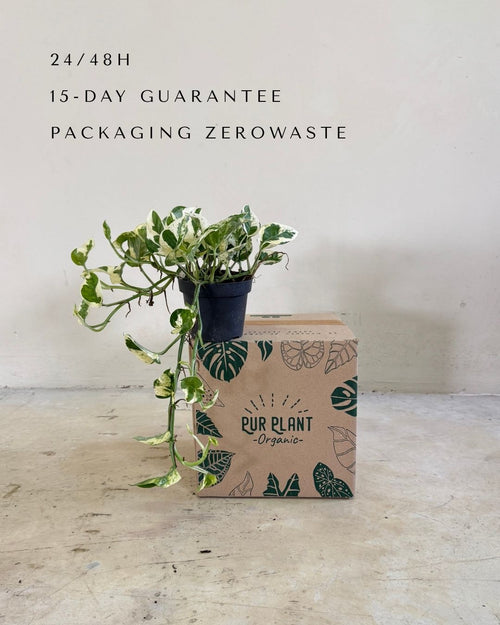 Potho Variegado N´Joy M packaging