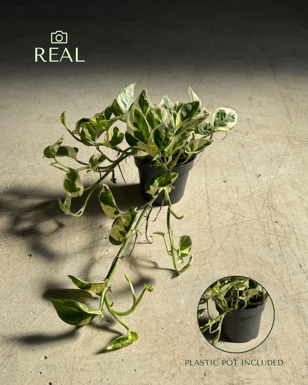 Potho Variegado N´Joy M real