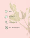 Potho Variegado N'Joy Mini care
