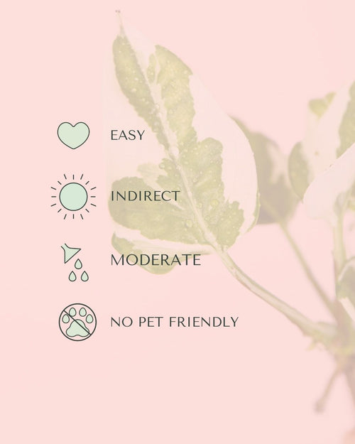 Potho Variegado N'Joy Mini care