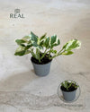 Potho Variegado N'Joy Mini real