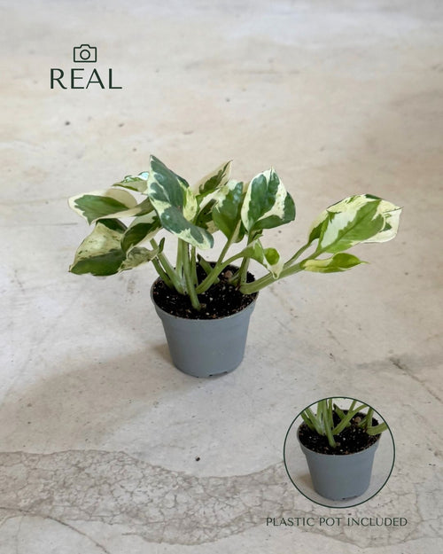 Potho Variegado N'Joy Mini real
