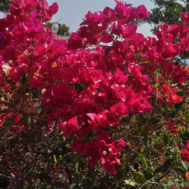 Problemas com Plantas de Buganvílias