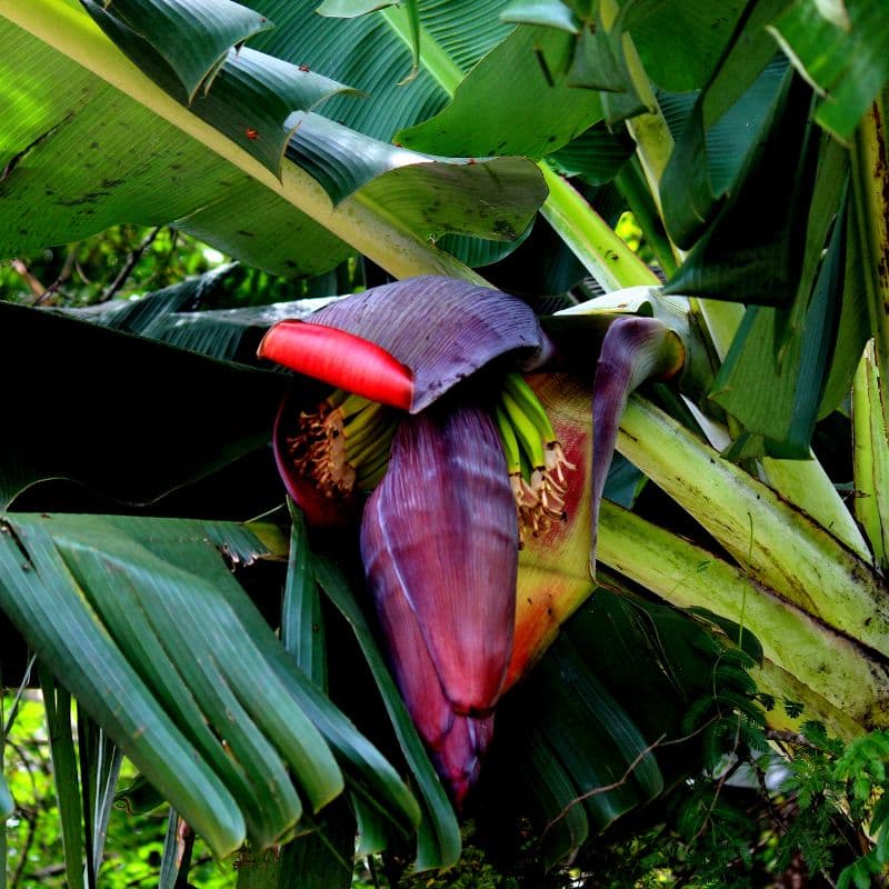 Problemas Plantas Bananeira