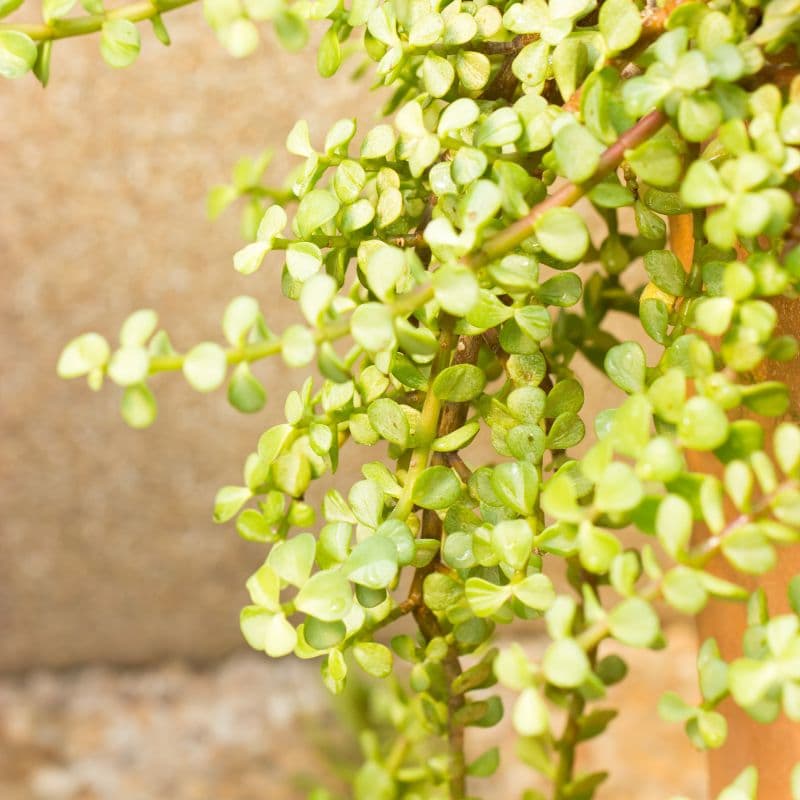 Problemas com Plantas Portulacaria