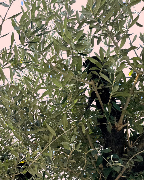 Olivo Árbol Plato - Olea Europaea XXL