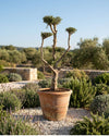 Olivo Árbol Plato - Olea Europaea XXL