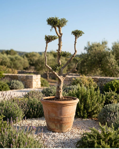 Olivo Árbol Plato - Olea Europaea XXL