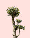 Olivo Árbol Plato - Olea Europaea XXL