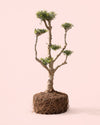 Olivo Árbol Plato - Olea Europaea XXL