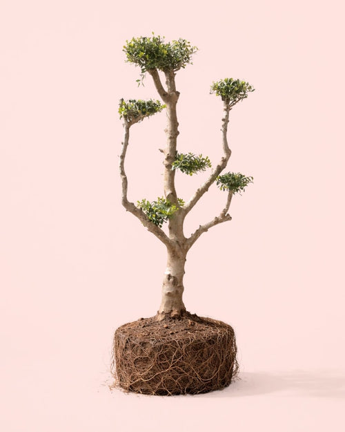 Olivo Árbol Plato - Olea Europaea XXL